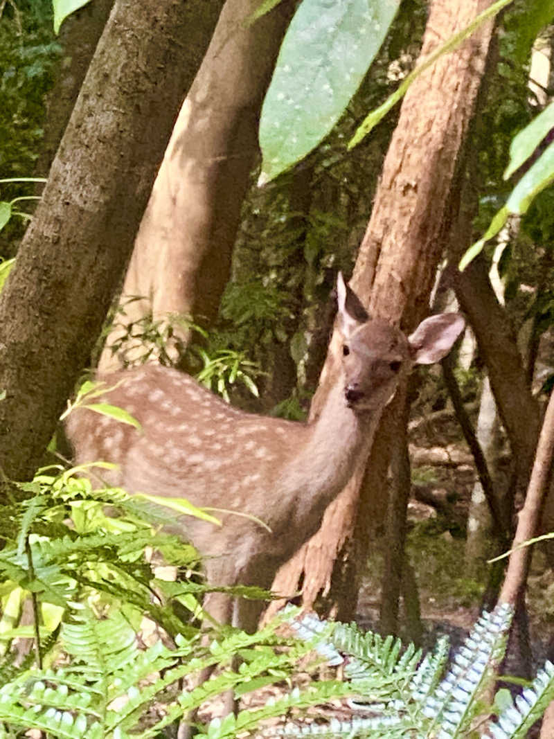 にわかサウナ〜PINE＆PAINちゃん🥳さんの玉の湯のサ活写真