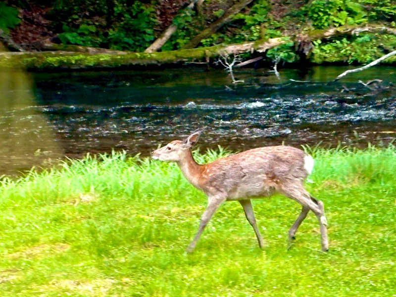 カッチィ♨︎さんのカムイの湯 ラビスタ阿寒川のサ活写真