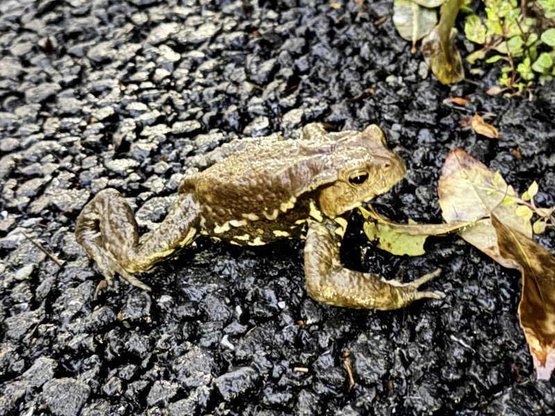 igaoさんの東京荻窪天然温泉 なごみの湯のサ活写真