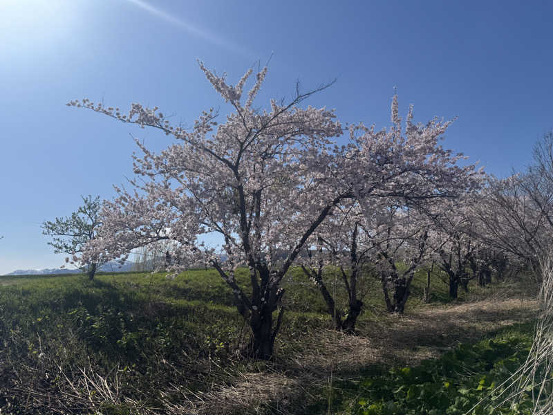 ウイリアムⅢさんの余市川温泉 うちゅうの湯のサ活写真