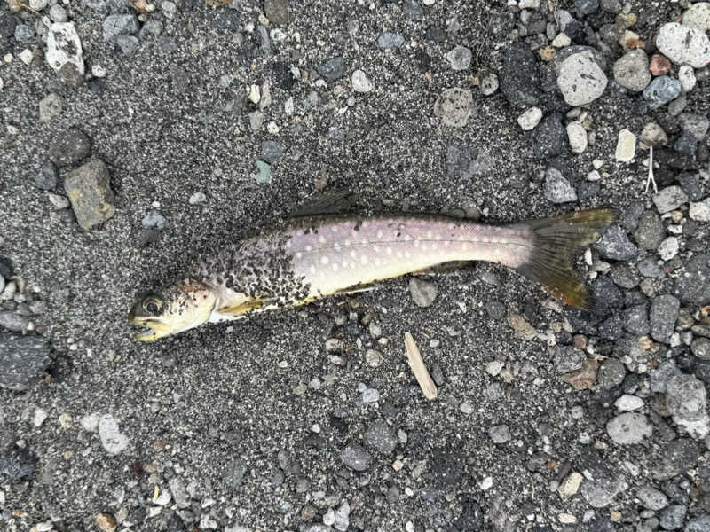 ウイリアムⅢさんの伏見温泉のサ活写真