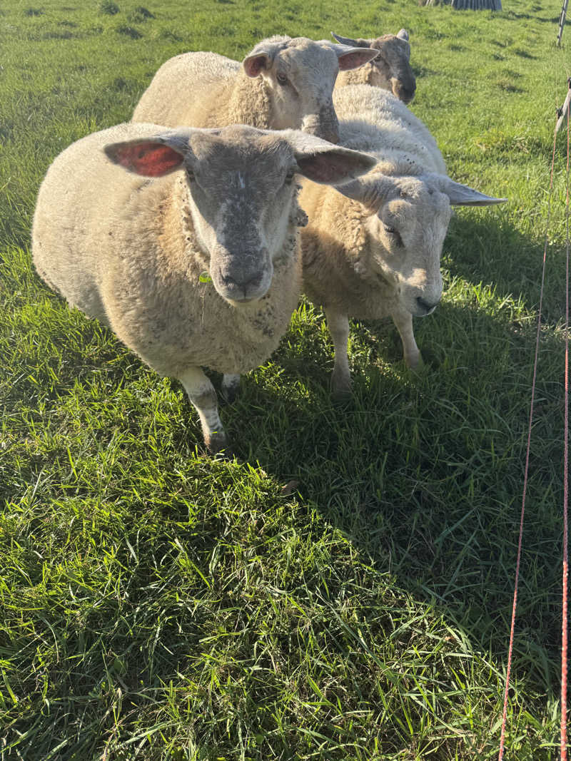 ウイリアムⅢさんの朝日湯のサ活写真