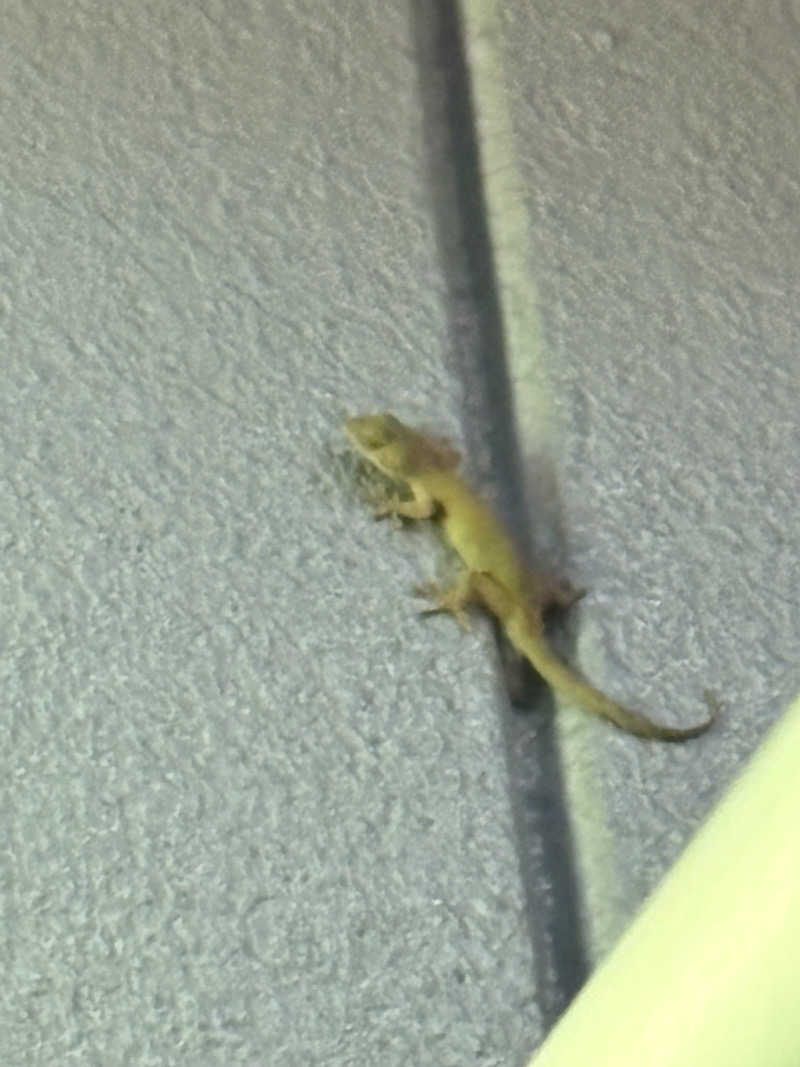 大阪のサウナおばちゃんさんの露天風呂たこ湯のサ活写真