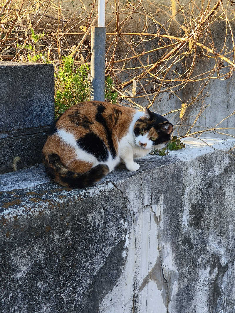 ほっしー（호시노 시게루）さんの七沢荘のサ活写真