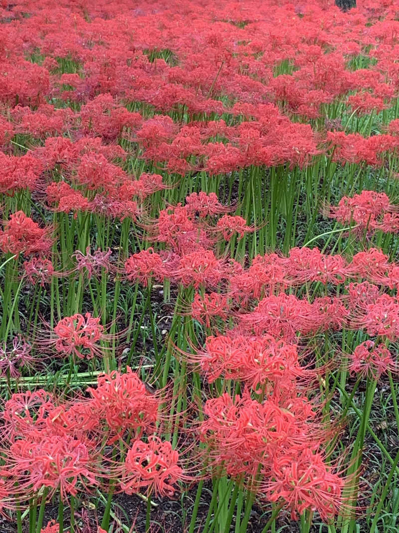 RRRさんの竜泉寺の湯 八王子みなみ野店のサ活写真