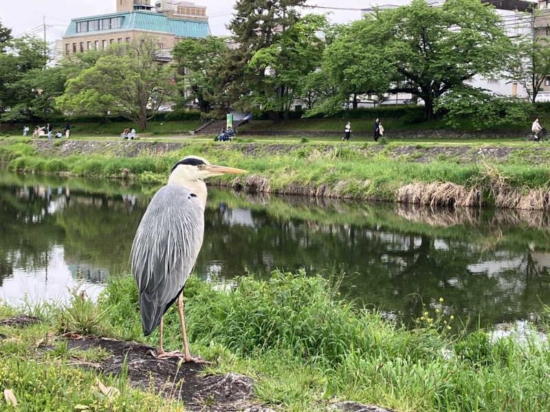 LiGHTさんの鴨川湯のサ活写真