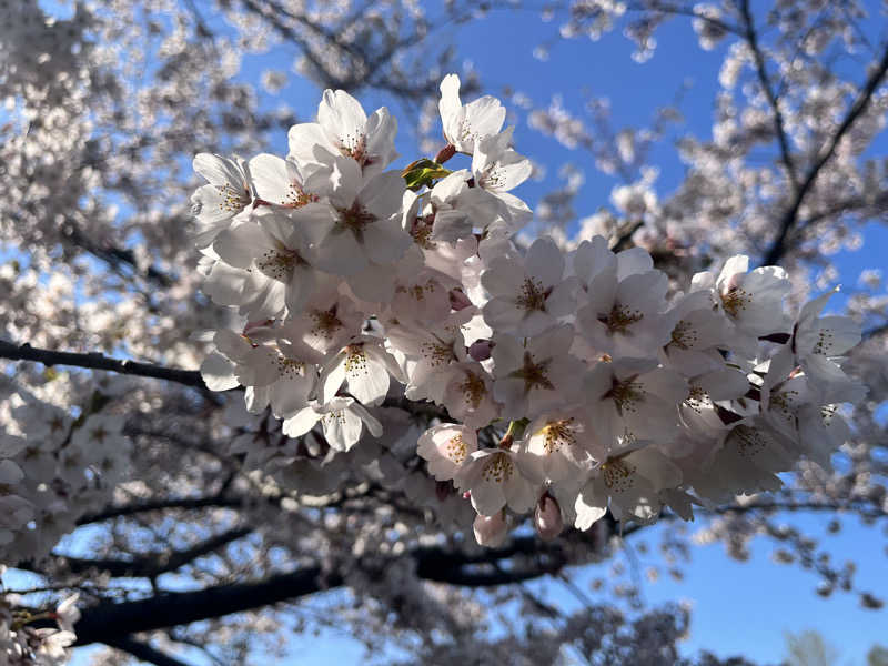 mymさんのユンニの湯のサ活写真