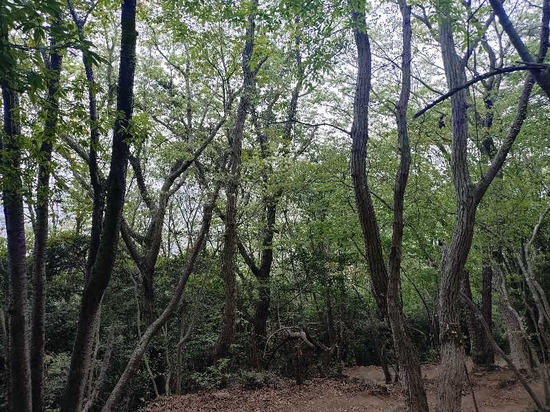5代目さんの紡〜TSUMUGI〜のサ活写真
