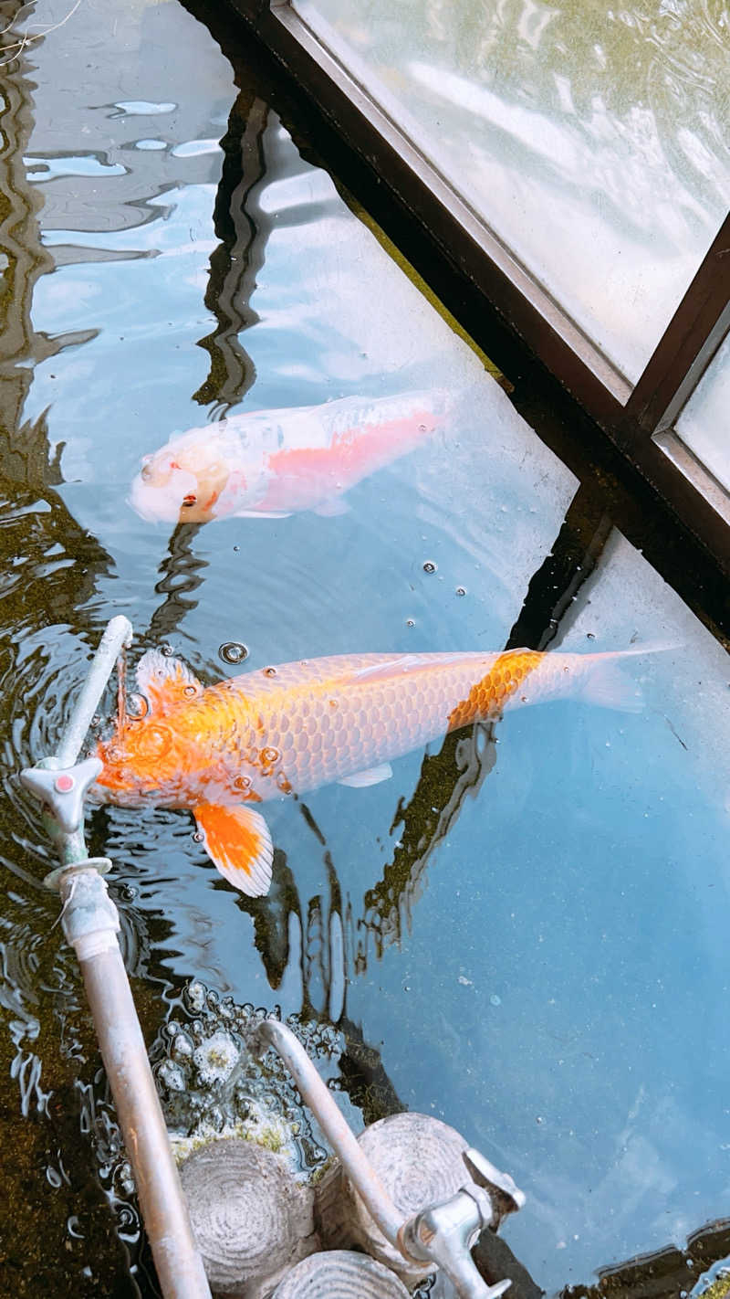 ノリダーさんの花園温泉のサ活写真