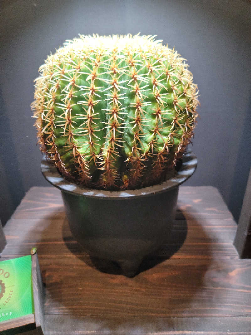 kazuさんの東静岡 天然温泉 柚木の郷のサ活写真