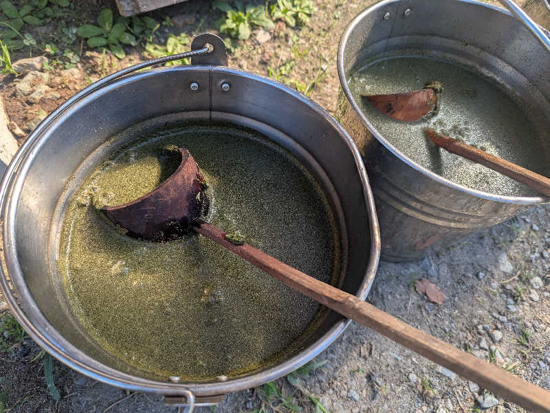 あまつさんの八女茶ウナのサ活写真