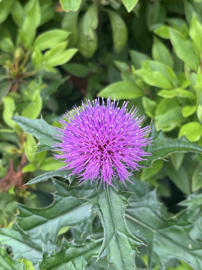yamatetsuさんの天然温泉 本宮の湯のサ活写真