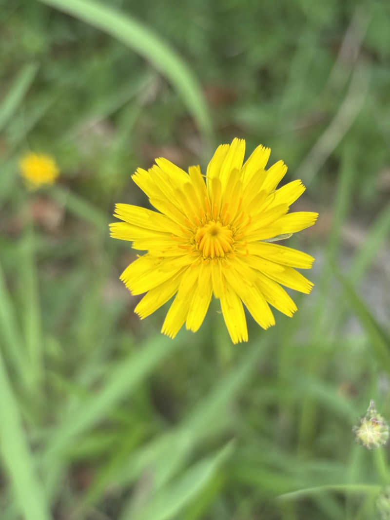 yamatetsuさんの天然温泉 本宮の湯のサ活写真