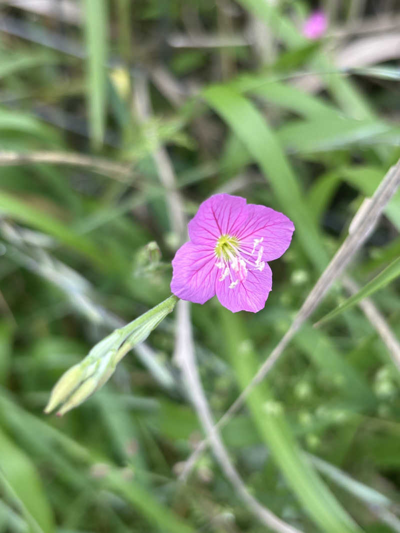 yamatetsuさんの天然温泉 本宮の湯のサ活写真