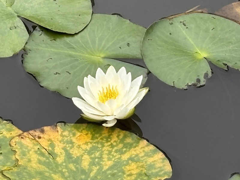 yamatetsuさんの四日市温泉 おふろcafé 湯守座のサ活写真