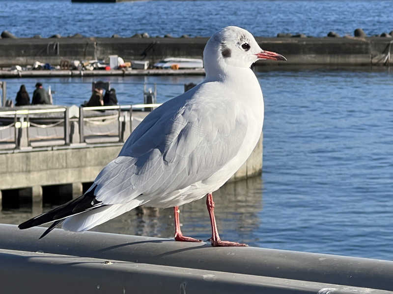 へなちょこサウナーさんの石のや 熱海のサ活写真