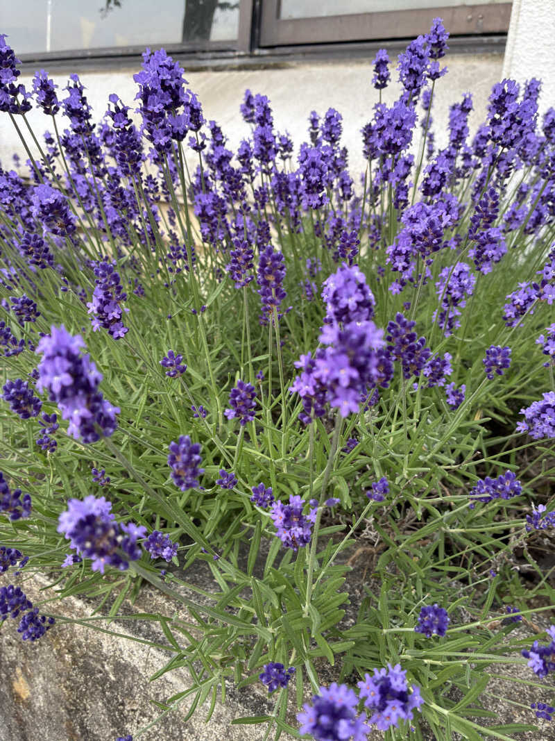 ウシくんさんのヘルシーランド福島のサ活写真