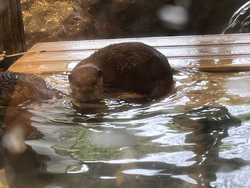 あやさんのよみうりランド眺望温泉 花景の湯のサ活写真