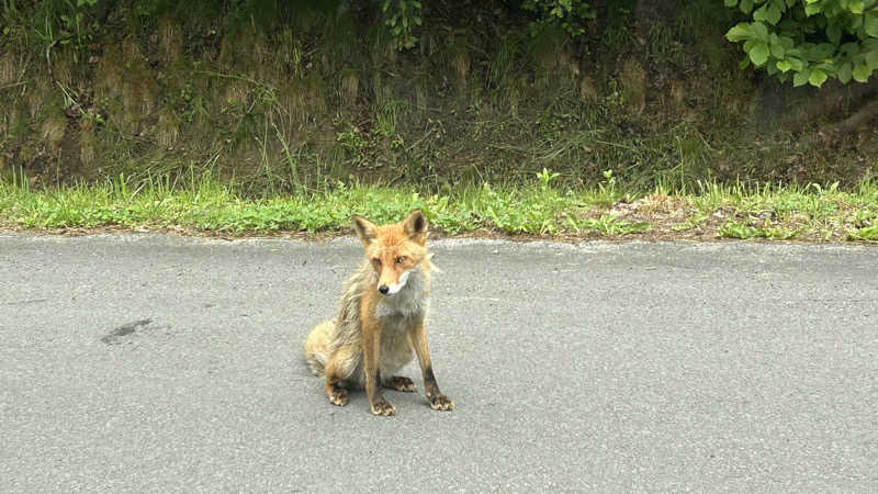 くまきちさんのキトウシの森きとろんのサ活写真