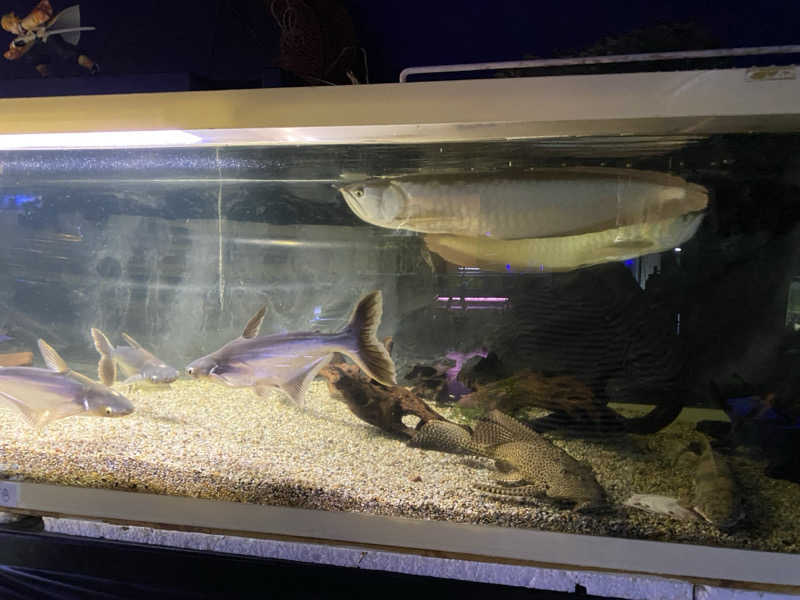 Ｓ本さんの平川温泉のサ活写真