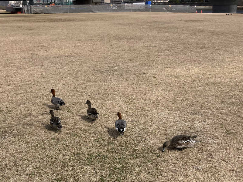 トパさんの湯あそびひろば ふくずみ温泉のサ活写真
