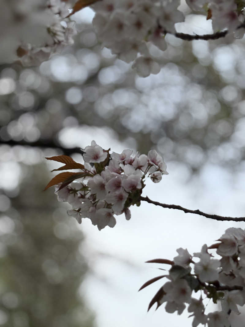PEPOSHIさんのFLOBA(フローバ)のサ活写真