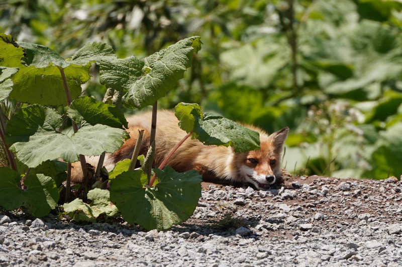 サウナーマンさんの森林公園温泉 きよらのサ活写真