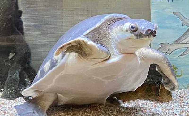 ぴーたんさんの松本湯のサ活写真