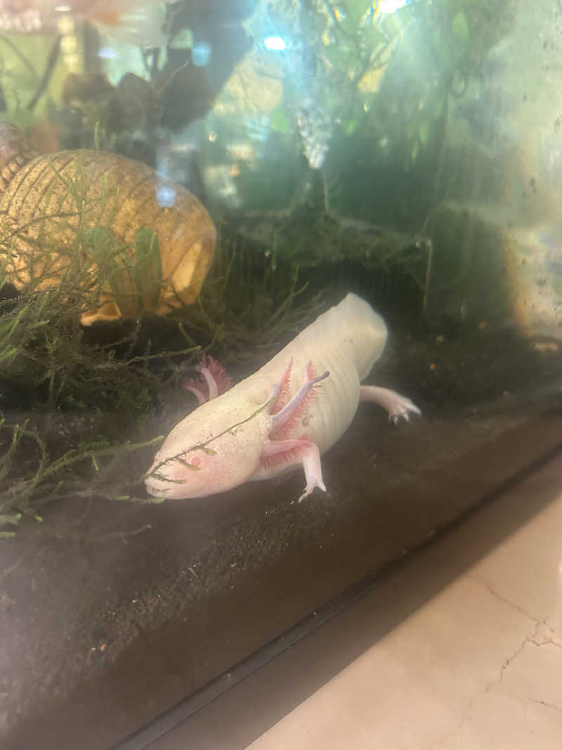 じゅっちゃんねる♨️🐟🌸さんの天然温泉リラックスパーク テルメ金沢のサ活写真