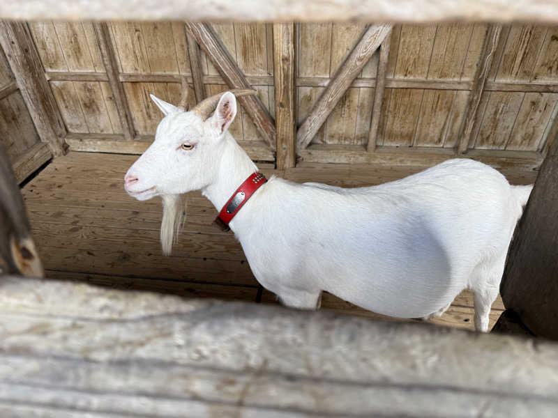 yahaさんの山羊島ホテルのサ活写真