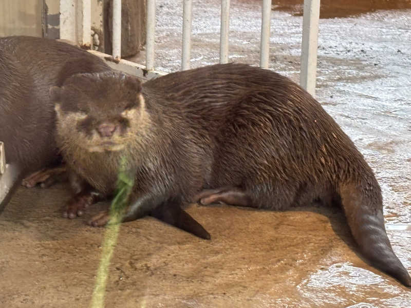 ゆき🍄さんのよみうりランド眺望温泉 花景の湯のサ活写真