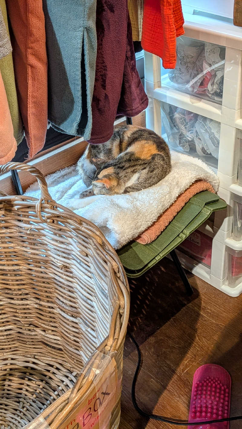 竜犬さんの亜熱帯サウナのサ活写真