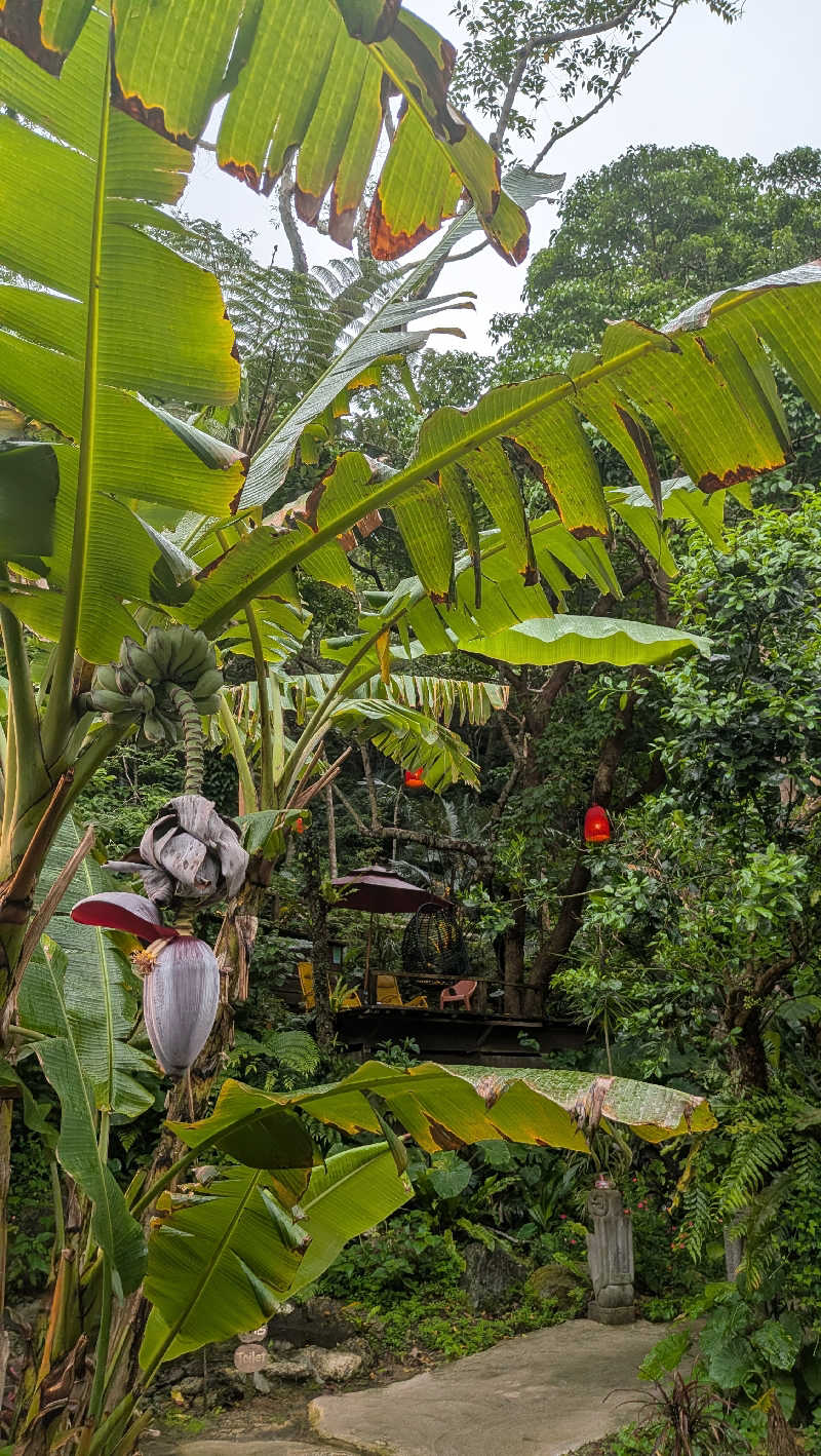 竜犬さんの亜熱帯サウナのサ活写真