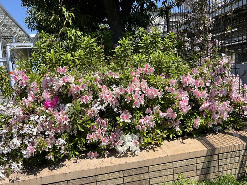 マーシー🏃‍♂️♨️さんの朝霞サウナ 和(なごみ)のサ活写真