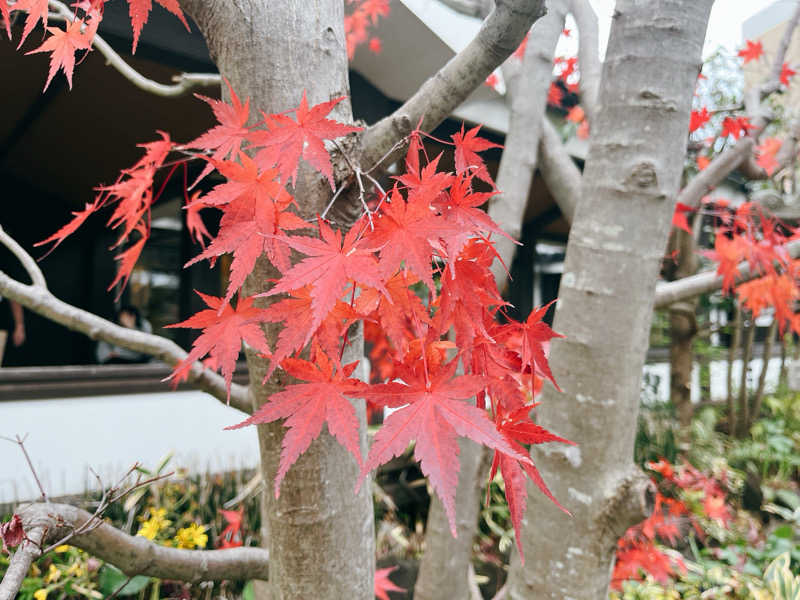 MOMO玉もっちさんの多摩境天然温泉 森乃彩のサ活写真