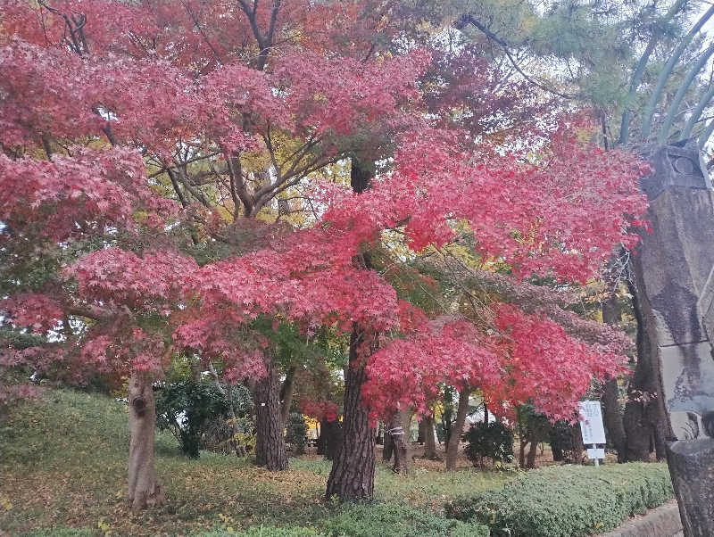 とらちゃんさんの湘南天然温泉湯乃蔵ガーデンのサ活写真