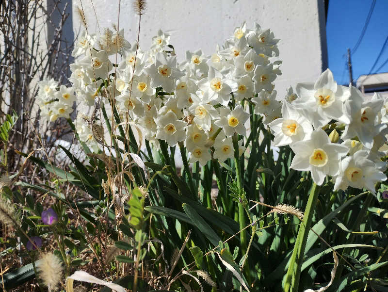 とらちゃんさんのOYUGIWA海老名のサ活写真