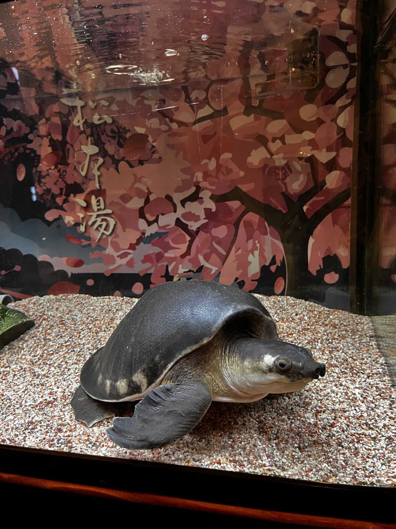 kanaさんの松本湯のサ活写真