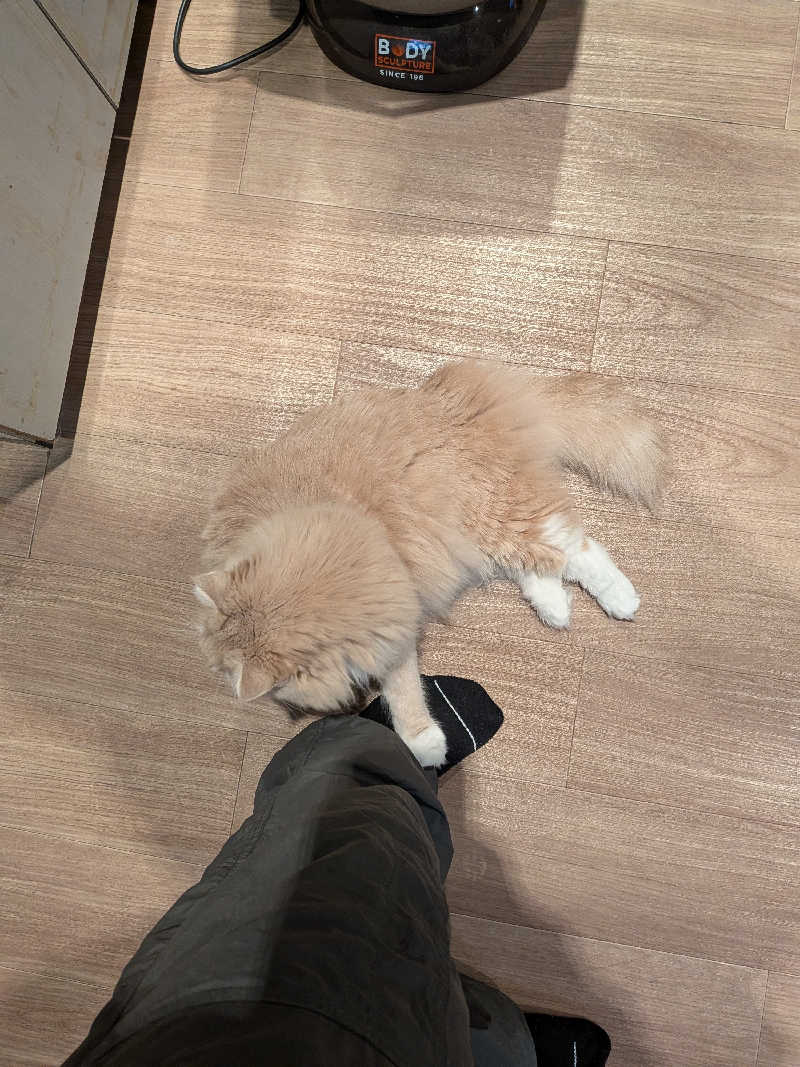 整う鹿ないさんの湯処じんのびのサ活写真