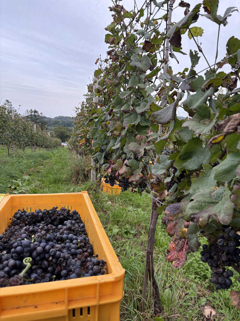 蒸しJETさんのサウナコタンサッポロのサ活写真