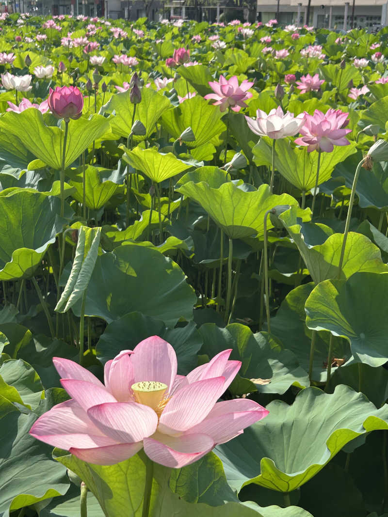 うさうさうさぎさんのダイワロイネットホテル秋田駅前のサ活写真