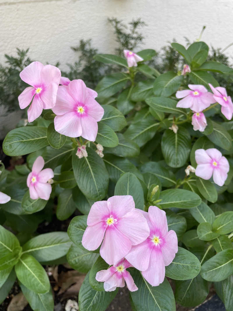 サウナーのフリーレンさんの美しの湯のサ活写真