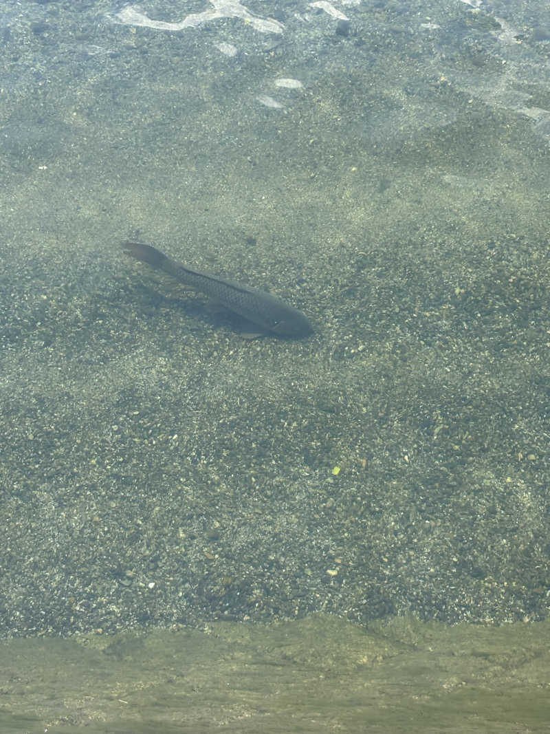 雄大さんの大黒湯(東山)のサ活写真