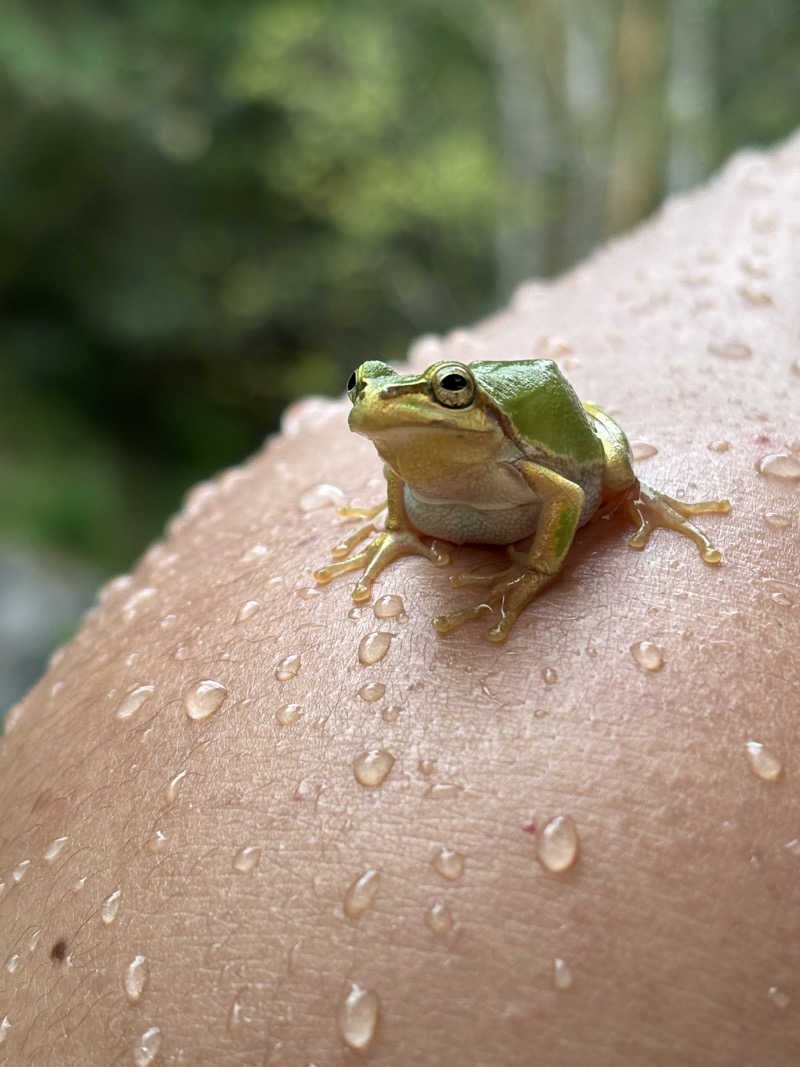 なつこさんのSATOYAMA TERRACEのサ活写真