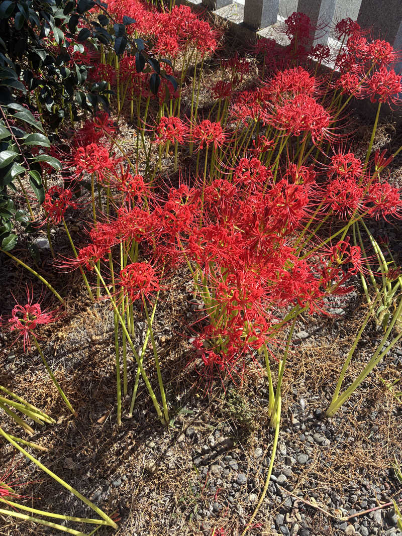 あっトム吉The drunken godさんのSOLA SPA 浜北温泉のサ活写真