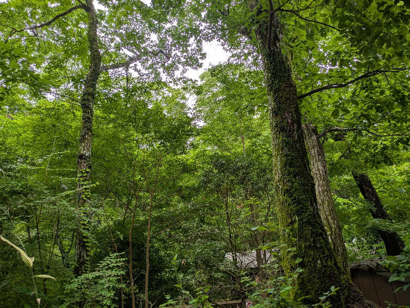 サウナ大好き❤さんのモダン湯治 おんりーゆーのサ活写真