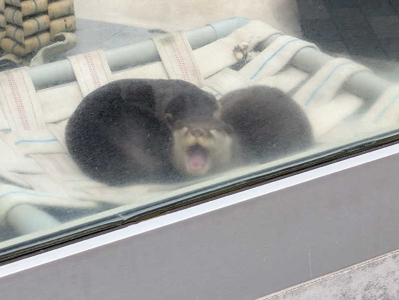 321（サニイ）さんのよみうりランド眺望温泉 花景の湯のサ活写真