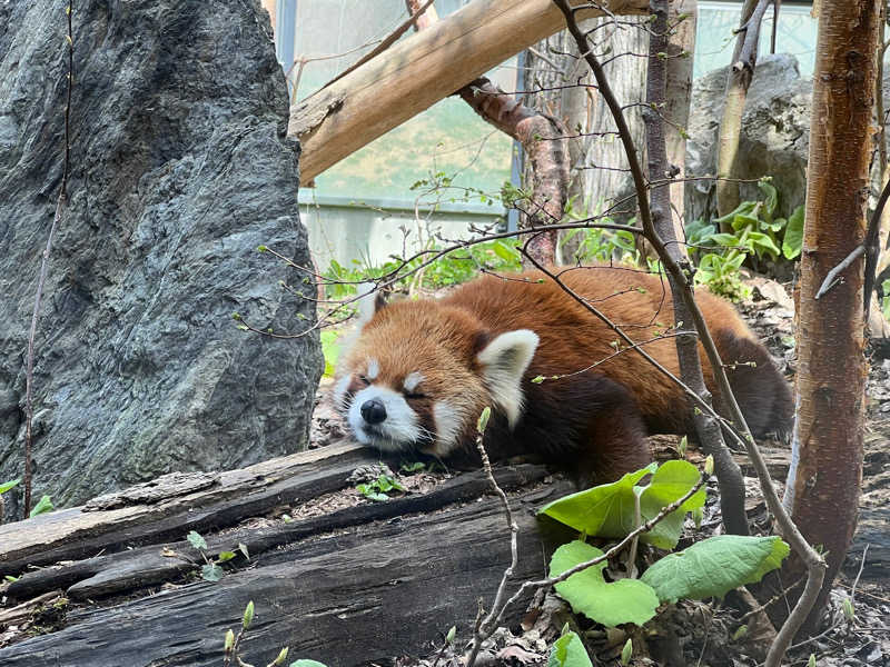 トッモさんの狸の湯 ドーミーイン札幌ANNEXのサ活写真