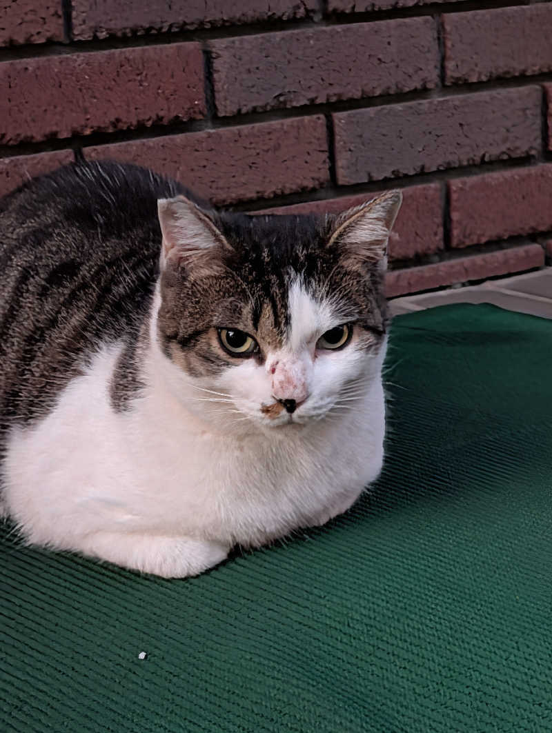 ドナウ川の漣さんの天然温泉 白鳥の湯のサ活写真