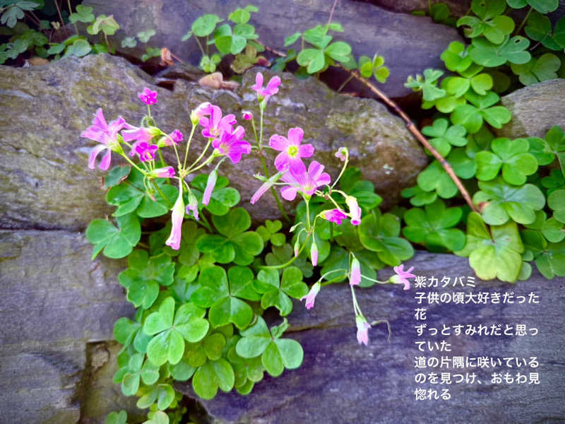 ワニ子さんの湯の坂 久留米温泉のサ活写真